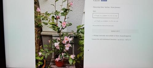 Camelia Camellia minato non akebono.  Wintergroen.Hoogte nu, Tuin en Terras, Planten | Tuinplanten, Vaste plant, Overige soorten