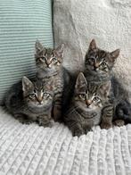 Erg mooie kittens mogen dit weekend verhuizen, Dieren en Toebehoren, Katten en Kittens | Overige Katten, Meerdere dieren