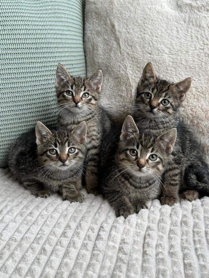 Erg mooie kittens mogen dit weekend verhuizen, Dieren en Toebehoren, Katten en Kittens | Overige Katten, Meerdere dieren