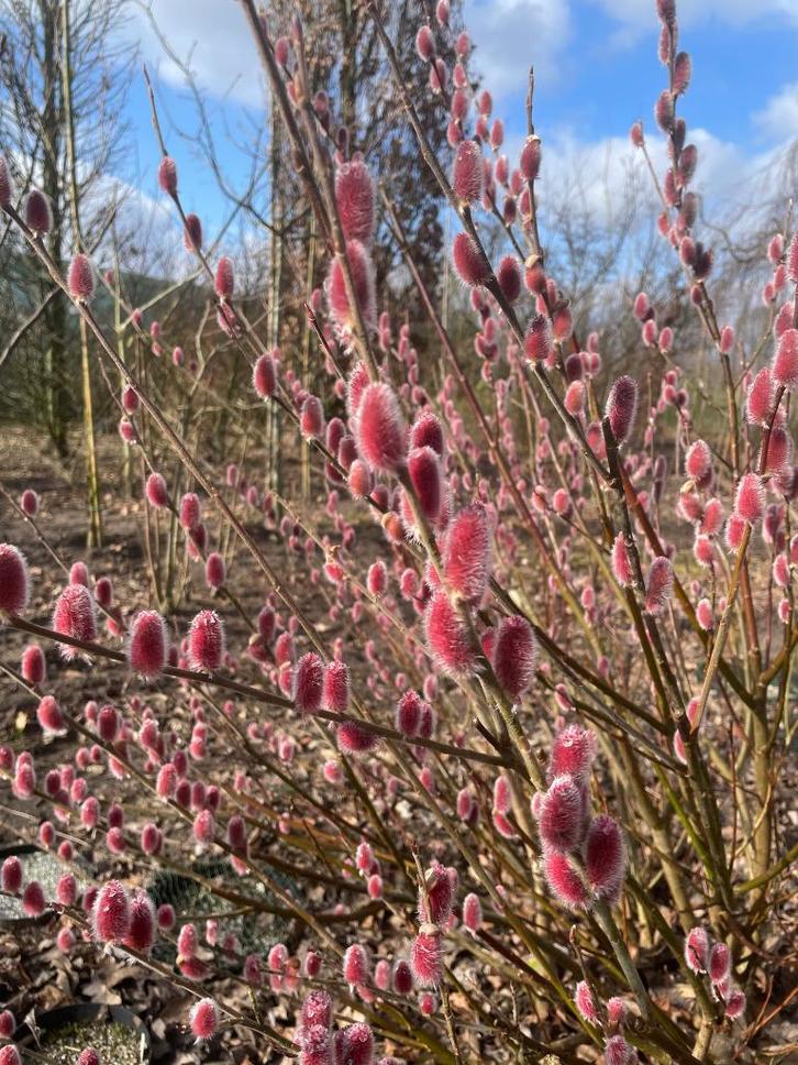 Wilg Met Roze Katjes! / Salix Gracilistyla Mount Aso, Tuin en Terras, Planten | Tuinplanten, Vaste plant, Overige soorten, Volle zon