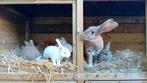 Vlaamse Reuzen, Dieren en Toebehoren, Konijnen, Meerdere dieren, Groot