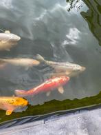 Prachtige kois nu €50 per stuk, Dieren en Toebehoren, Vissen | Vijvervissen, Karper of Koi