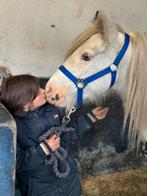 Lieve tinker merrie, Dieren en Toebehoren, Pony's, 0 tot 2 jaar, Gechipt, B pony (1.17m tot 1.27m), Onbeleerd