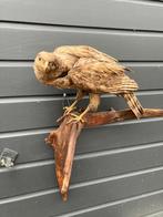 Mooie Buizerd, Ophalen of Verzenden, Zo goed als nieuw, Paard, Beeldje of Figuurtje