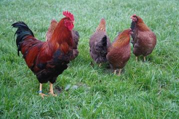 Jonge tamme Welsumer kippen gesekst en ingeënt  beschikbaar voor biedingen