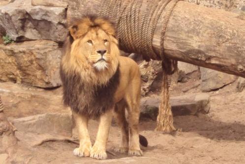 4 Artis toegangskaarten tickets voor zondag 1 juni 2025, Tickets en Kaartjes, Recreatie | Dierentuinen, Drie personen of meer