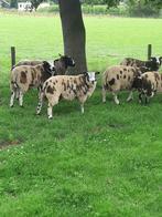 bonte schapenram /dekram, Dieren en Toebehoren, Mannelijk, Schaap, 0 tot 2 jaar