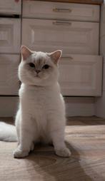 Kittens geboren 9 juni ragdoll, Dieren en Toebehoren, Kater, Ontwormd, 0 tot 2 jaar