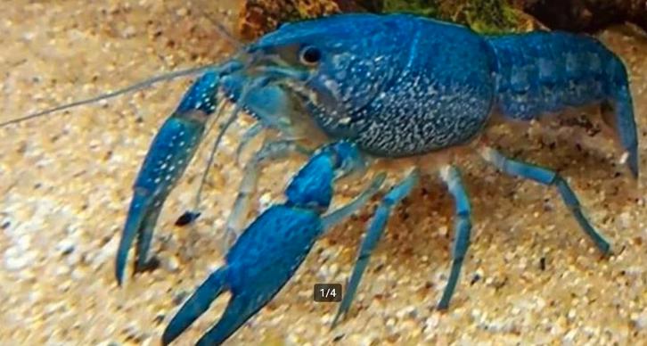 Procambarus Alleni - Blauwe Florida kreeft nu 3-8 cm, Dieren en Toebehoren, Vissen | Aquariumvissen, Zoetwatervis, Kreeft, Krab of Garnaal