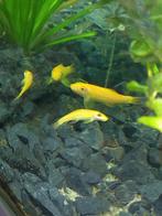 Siamese algeneters goud gratis, Dieren en Toebehoren, Vissen | Aquariumvissen