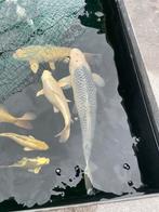 Asagi van 55cm, Dieren en Toebehoren, Vissen | Vijvervissen, Karper of Koi