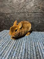 Voedster dwerg castorex rex, Dieren en Toebehoren, Vrouwelijk, Dwerg, 0 tot 2 jaar