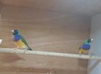 Gouldamadine mannen, Mannelijk, Tropenvogel