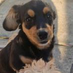 Bobby zoekt baasje, Dieren en Toebehoren, Honden | Niet-rashonden, Particulier, Rabiës (hondsdolheid), 15 weken tot 1 jaar, Reu