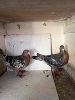 Mooie koppel Duiven, Dieren en Toebehoren, Meerdere dieren, Postduif