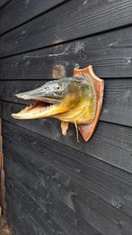 Prachtige opgezette Snoek!, Verzamelen, Dierenverzamelingen, Ophalen of Verzenden, Zo goed als nieuw, Opgezet dier