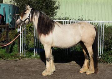 Droom van een tinker valk merrie met prachtig merrie veulen beschikbaar voor biedingen