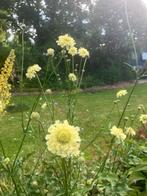 Zaden Cephalaria gigantea Schoepkruid, Tuin en Terras, Ophalen of Verzenden, Voorjaar, Volle zon, Zaad