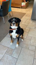 Appenzeller Reu Louie ter adoptie, Dieren en Toebehoren, 1 tot 2 jaar, Eén hond, Nederland, Particulier