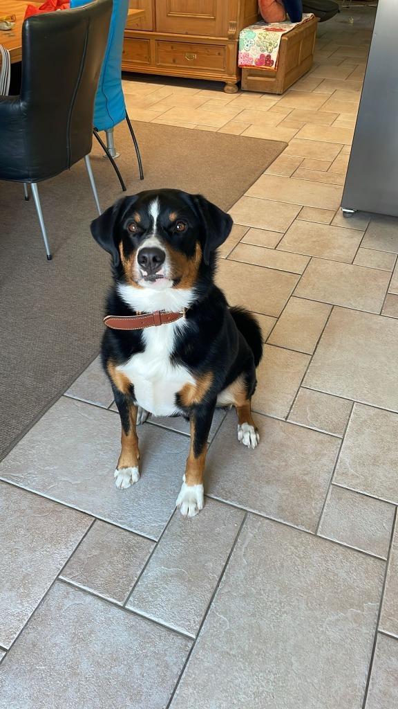 Appenzeller Reu Louie ter adoptie, Dieren en Toebehoren, Honden | Herdershonden en Veedrijvers, Reu, Overige rassen, Particulier