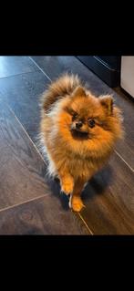 Pomeriaan, Parvo, Keeshond, 15 weken tot 1 jaar, Reu