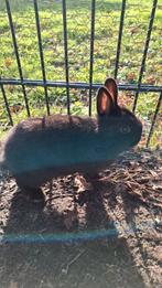 3 konijnen, Dieren en Toebehoren, Konijnen, Meerdere dieren