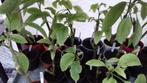 Gele en witte brugmansia ( trompetbloem ), Zomer, Vaste plant, Ophalen of Verzenden, Overige soorten