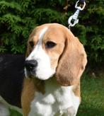 Beagle dekreu, Dieren en Toebehoren, Honden | Beagles, Bassets en Lopende honden, Rabiës (hondsdolheid), Buitenland, 1 tot 2 jaar