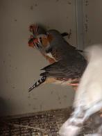 zebravinken, Dieren en Toebehoren, Vogels | Overige Vogels, Meerdere dieren