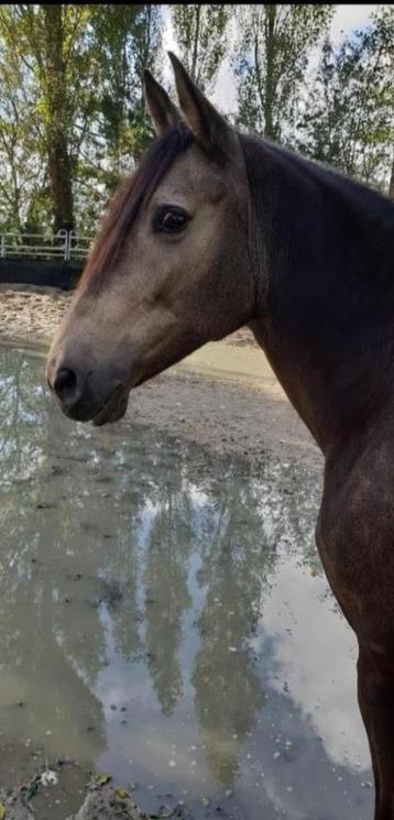 Verzorger gezocht paard beschikbaar voor biedingen