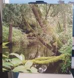 Canvas Biesbosch Natuur, Minder dan 50 cm, Ophalen of Verzenden, Minder dan 50 cm, Print