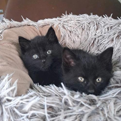 Lieve zwarte kittens, Dieren en Toebehoren, Katten en Kittens | Overige Katten, Kortharig, Kater, 0 tot 2 jaar