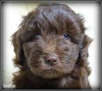 Labradoodle pups F4  +/- 45 cm, Nederland, Overige rassen, 8 tot 15 weken, CDV (hondenziekte)