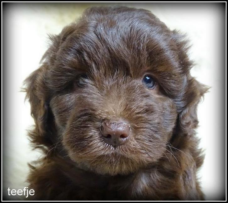 Labradoodle pups F4  +/- 45 cm, Dieren en Toebehoren, Honden | Retrievers, Spaniëls en Waterhonden, Meerdere dieren, Overige rassen