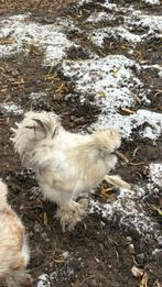 Usa zijdehoen hanen, Dieren en Toebehoren, Pluimvee, Mannelijk, Kip