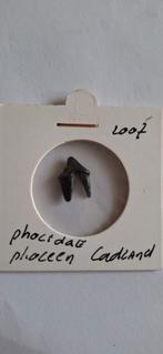 Fossiele tand Phocidae zeehond Cadzand, Verzamelen, Mineralen en Fossielen, Ophalen of Verzenden, Fossiel