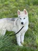 Skipper prachtige husky pup, Dieren en Toebehoren, Honden | Poolhonden, Keeshonden en Oertypen, Rabiës (hondsdolheid), 15 weken tot 1 jaar