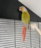 Vogels, Dieren en Toebehoren, Vogels | Overige Vogels, Meerdere dieren