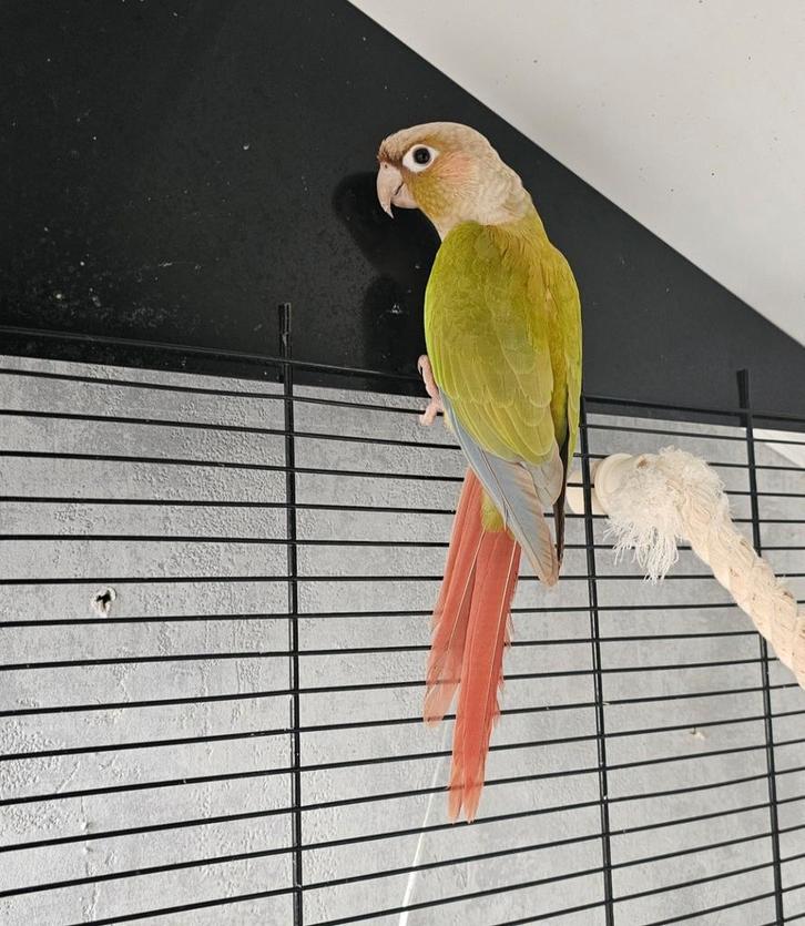 Vogels, Dieren en Toebehoren, Vogels | Overige Vogels, Meerdere dieren