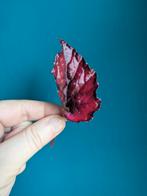 Begonia Red Kiss kamerplant stekjes, Huis en Inrichting, Kamerplanten, Ophalen of Verzenden, Halfschaduw, Minder dan 100 cm