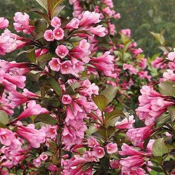 Weigelia struik - Donkerroze bloemen beschikbaar voor biedingen