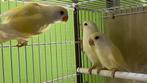 Agapornis Babys 2025, Dieren en Toebehoren, Meerdere dieren, Dwergpapegaai of Agapornis, Geringd