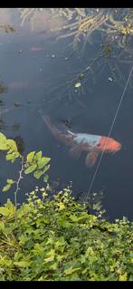 Koi karpers, Dieren en Toebehoren, Vissen | Vijvervissen, Karper of Koi