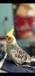 Valkparkiet weggevlogen TAM!, Dieren en Toebehoren, Vermiste en Gevonden Dieren, Vogel