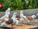 Meeuwen, Meerdere dieren, Overige soorten