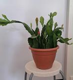 cactus, Ophalen of Verzenden, Zomer, Overige soorten, Volle zon