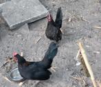3 Serema Haantjes, Dieren en Toebehoren, Pluimvee, Mannelijk, Kip