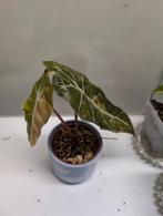 Alocasia Amazonica "Polly" Aurea, Ophalen of Verzenden, Overige soorten, Minder dan 100 cm