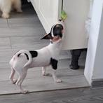 Chihuahua, Dieren en Toebehoren, Honden | Chihuahua's en Gezelschapshonden, Parvo, 8 tot 15 weken, Meerdere, Meerdere dieren