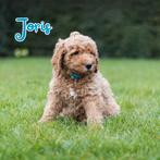 Australian labradoodle pups. Mogen na de kerst het nest verl, Dieren en Toebehoren, Honden | Niet-rashonden, CDV (hondenziekte)